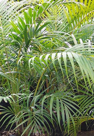 areca, jardinería y paisajismo