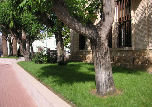 areca, jardinería y paisajismo